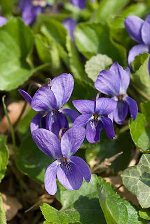 Violet_Sweet_LP0104_02_Croham_Hurst