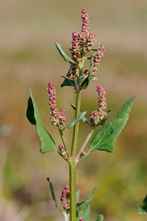 Atriplex_prostrata_LP0381_62_Haxted