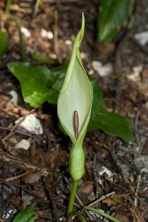 Arum_maculatum_LP0040_46_Lydden_Temple_Ewell