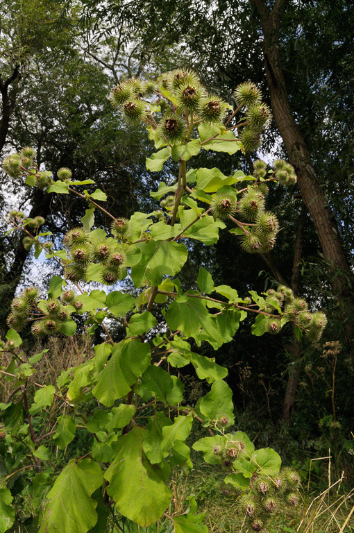 Arctium_lappa_LP0327_24_Desborough_Island