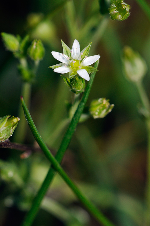 Arenaria_serpyllifolia_LP0312_03_St_Martha