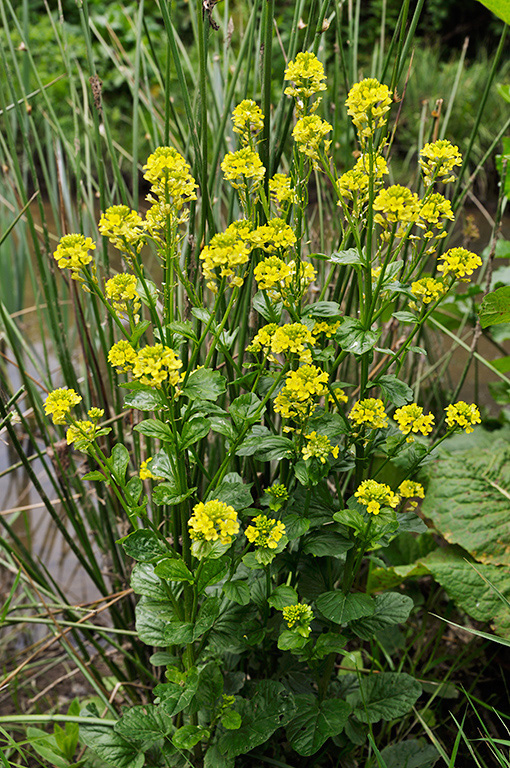 Barbarea_vulgaris_LP0402_34_Gatwick