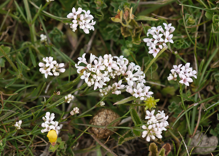 Asperula_cynanchica_LP0585_35_Box_Hill