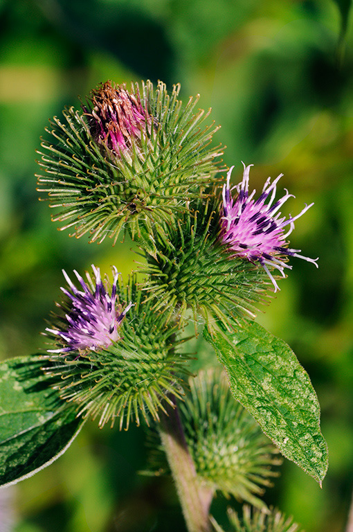 Arctium_minus_LP0326_71_Hampton_Court