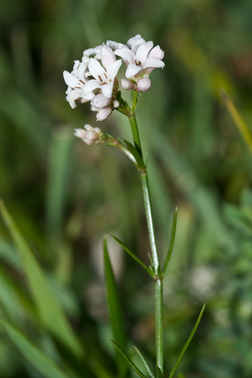 Asperula_cynanchica_LP0160_34_Walton_Downs