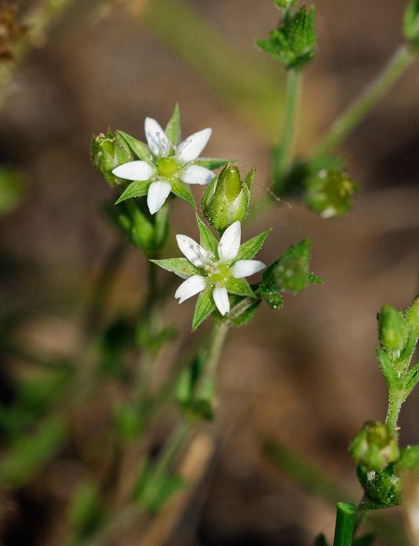 Arenaria_serpyllifolia_LP0312_02_St_Martha