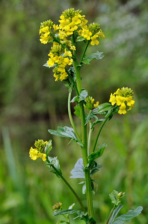 Barbarea_vulgaris_LP0243_27_Gatton_Park