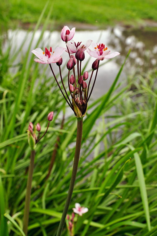 Butomus_umbellatus_LP0410_45_Burpham_Court_Farm