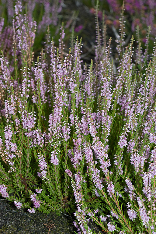 Calluna_vulgaris_LP0072_12_Thursley