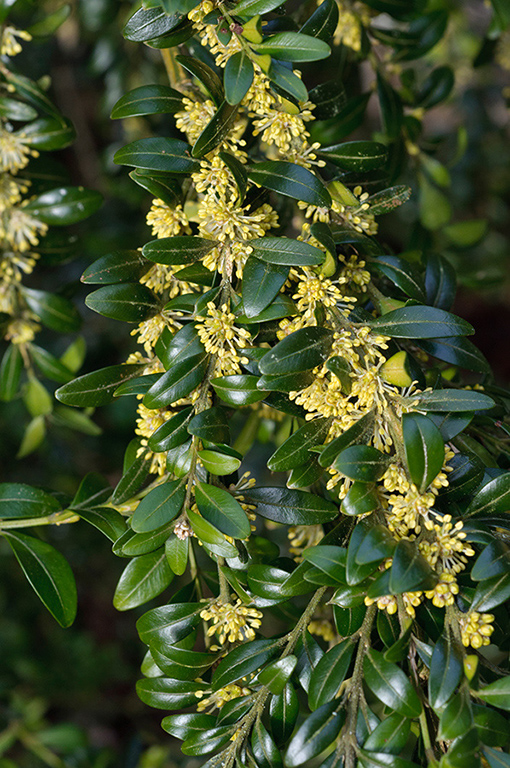 Buxus_sempervirens_LP0504_10_Box_Hill