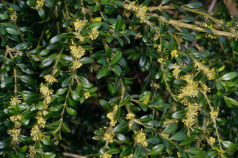 Buxus_sempervirens_LP0504_03_Box_Hill