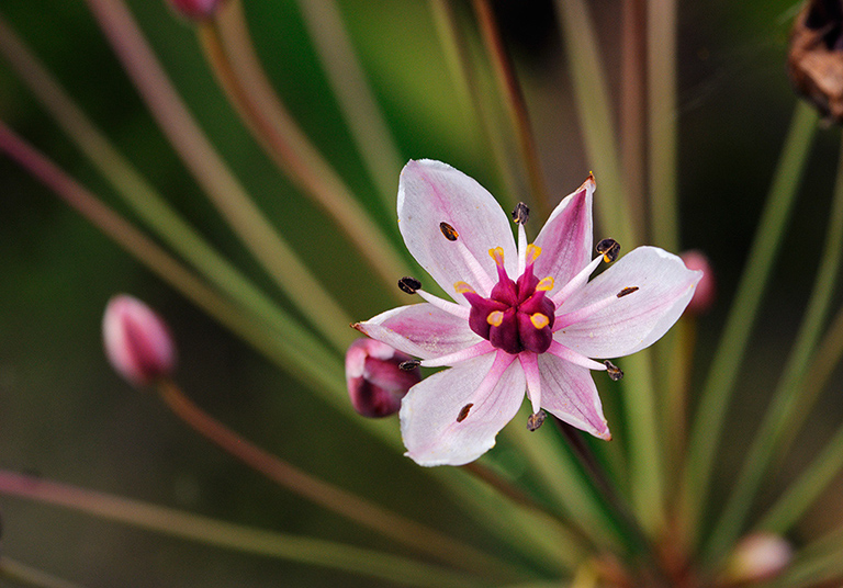 Butomus_umbellatus_LP0376_73_Runnymede