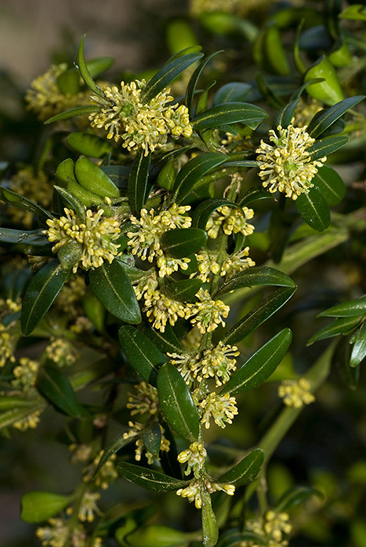 Buxus_sempervirens_LP0094_04_Box_Hill