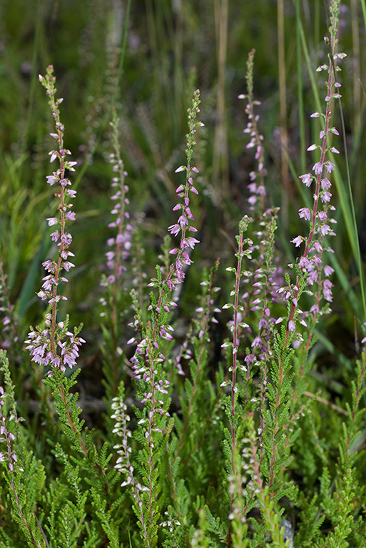 Calluna_vulgaris_LP0072_1_Thursley