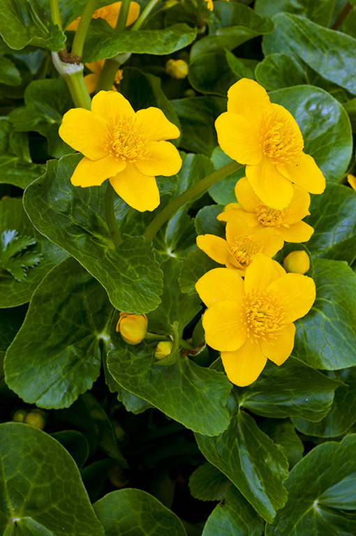 Caltha_palustris_LP0353_21_Hampton_Court