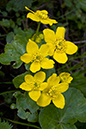 Caltha_palustris_LP0107_14_Godstone