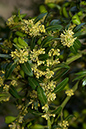 Buxus_sempervirens_LP0094_04_Box_Hill