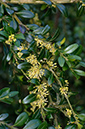 Buxus_sempervirens_LP0504_06_Box_Hill