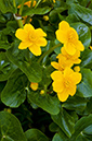 Caltha_palustris_LP0353_21_Hampton_Court