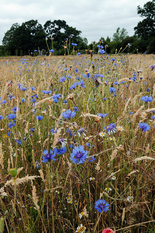 Centaurea_cyanus_LP0375_07_Clandon_Wood