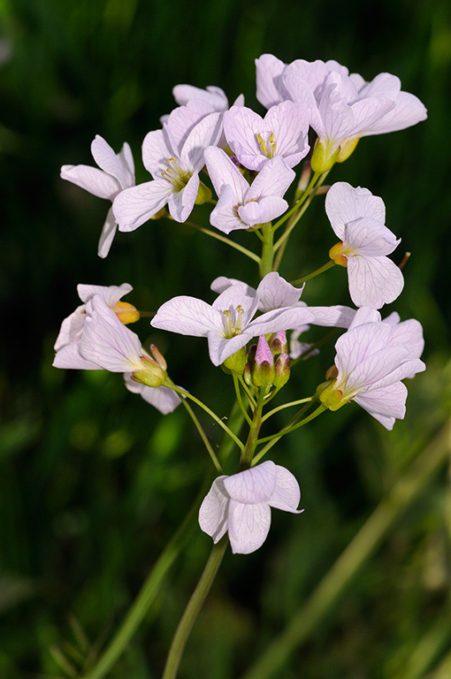 Cardamine_pratensis_LP0356_32_Hampton_Court