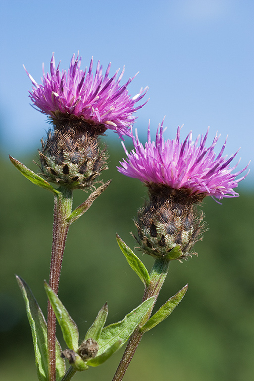 Centaurea_nigra_LP0020_20_Riddlesdown