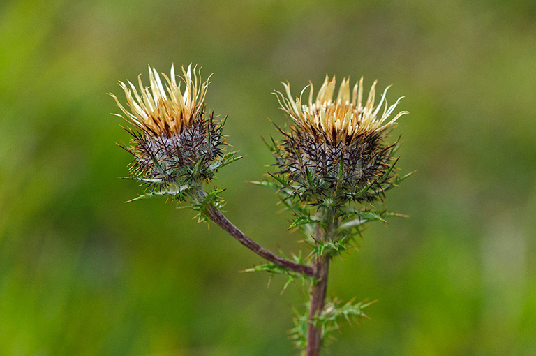 Carlina_vulgaris_LP0594_05_Box_Hill