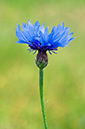 Centaurea_cyanus_LP0317_46_Ham