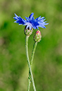 Centaurea_cyanus_LP0385_38_Langley_Bottom