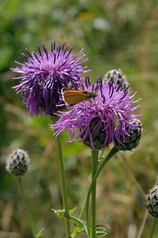 Centaurea_scabiosa_LP0682_32_Nonsuch_Park