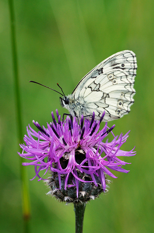 Centaurea_scabiosa_LP0318_43_Albury_Downs