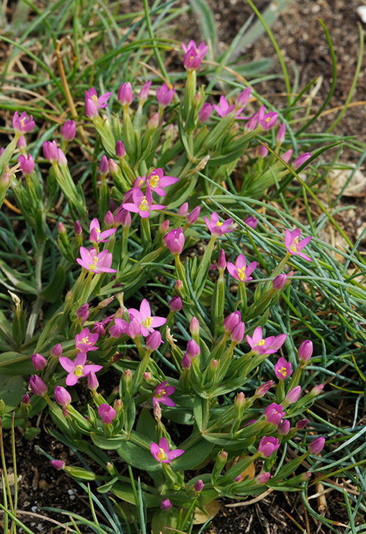 Centaurium_pulchellum_LP0319_47_Portland