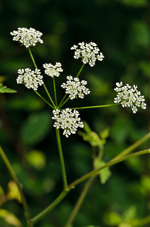 Chaerophyllum_temulum_LP0405_24_Chaldon