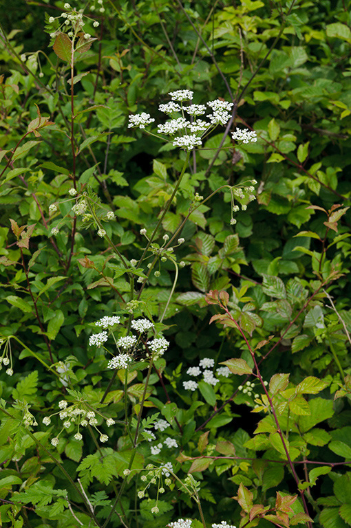 Chaerophyllum_temulum_LP0405_26_Chaldon