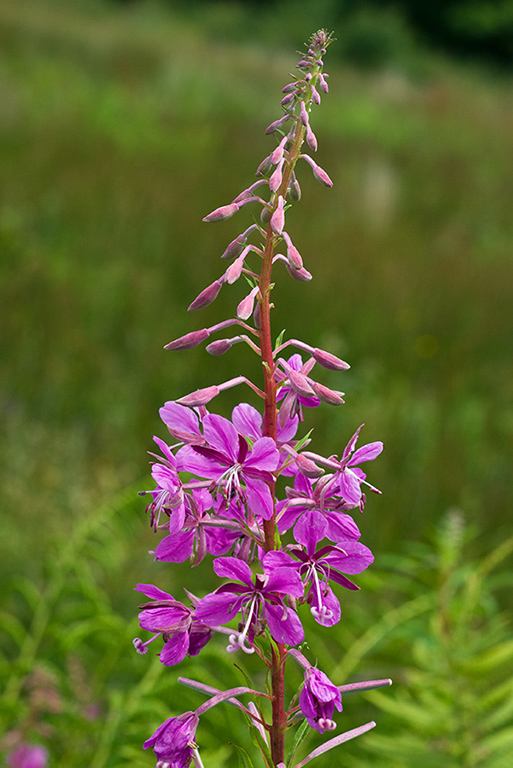 Chamerion_angustifolium_LP0059_46_Andrews_Wood