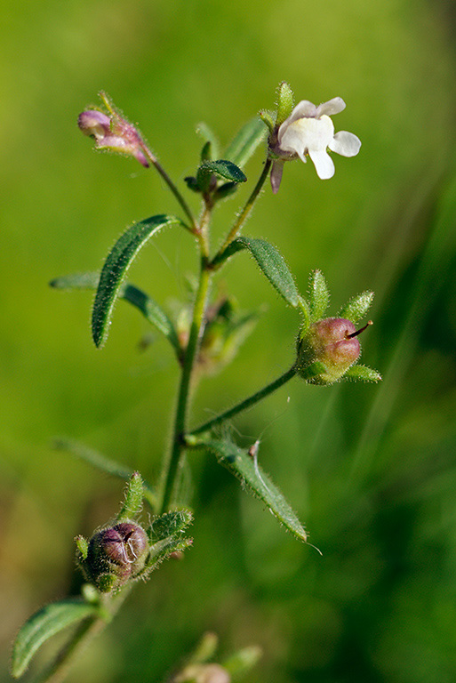 Chaenorhinum_minus_LP0385_23_Langley_Bottom