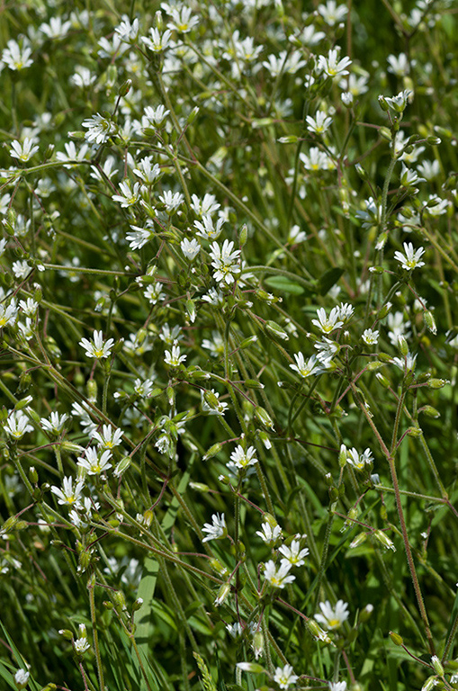 Cerastium_fontanum_LP0450_20_West_Molesey