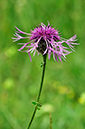 Centaurea_scabiosa_LP0274_82_Riddlesdown