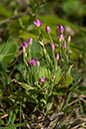 Centaurium_pulchellum_LP0175_04_Wotton