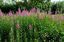 Chamerion_angustifolium_LP0371_05_Chipstead