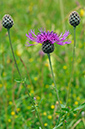 Centaurea_scabiosa_LP0635_03_Coulsdon