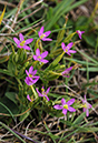 Centaurium_pulchellum_LP0325_03_Witley_Common