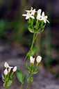 Centaurium_erythraea_LP0379_15_Brookwood_Cemetery