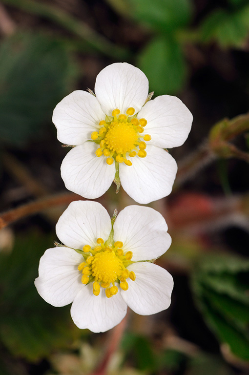 Fragaria_vesca_LP0307_68_Shere_Woodlands