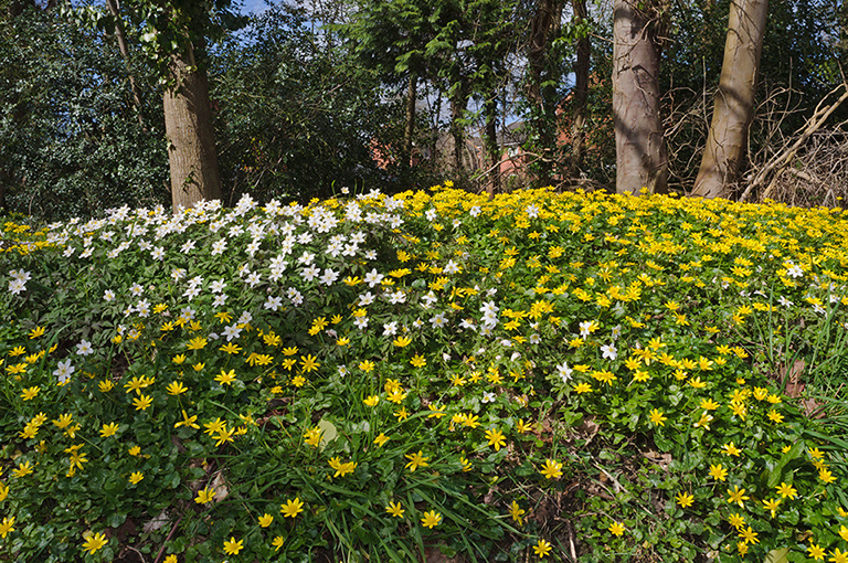 Ficaria_verna_LP0562_17_Staffhurst_Wood