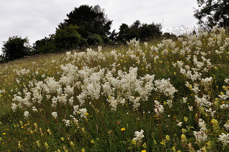 Filipendula_vulgaris_LP0274_101_Riddlesdown