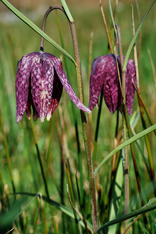 Fritillaria_meleagris_LP0239_01_Coldharbour