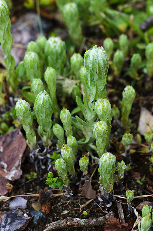 Filago_vulgaris_LP0680_25_Farley_Heath