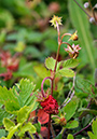 Fragaria_vesca_LP0316_98_Fraser_Down