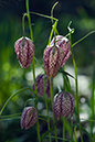 Fritillaria_meleagris_LP0112_37_Buckland